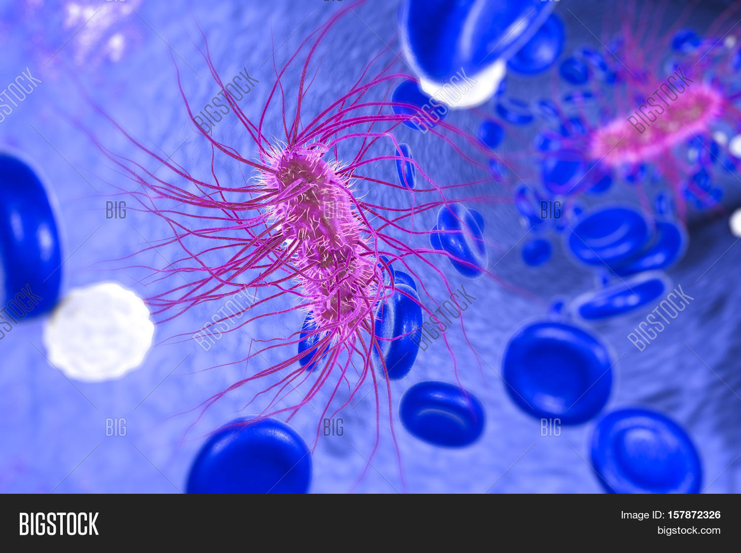 escherichia coli bacterium in blood, 3d illustration.