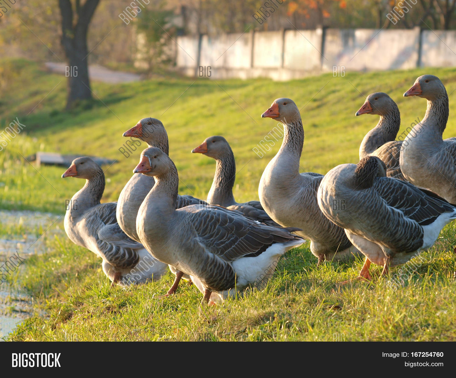domestic geese on a farm close up