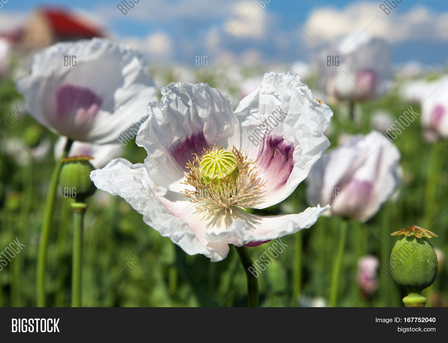 detail of flowering poppy or opium poppy in latin papaver