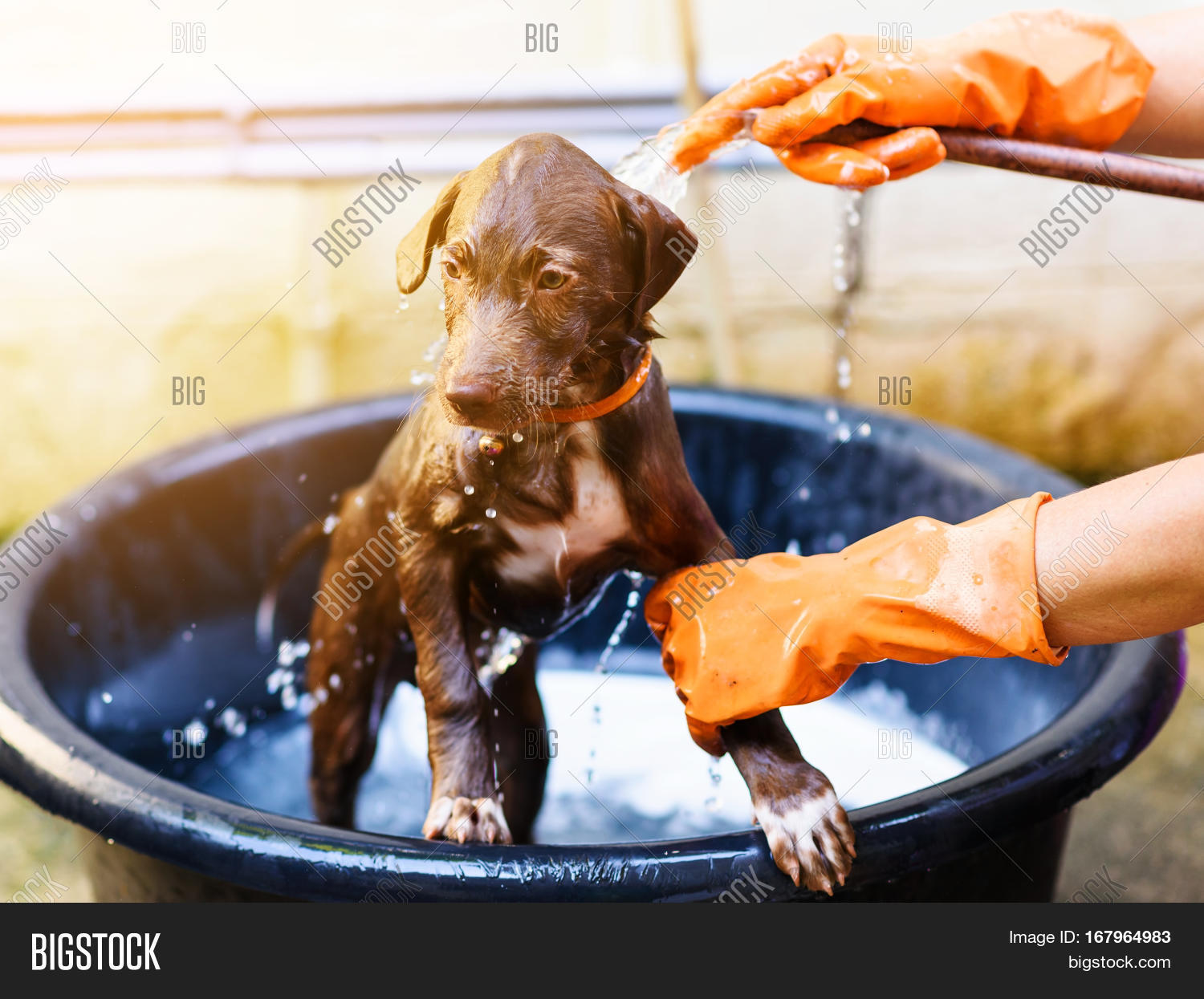 brown nova scotia duck tolling retriever puppy dog having a