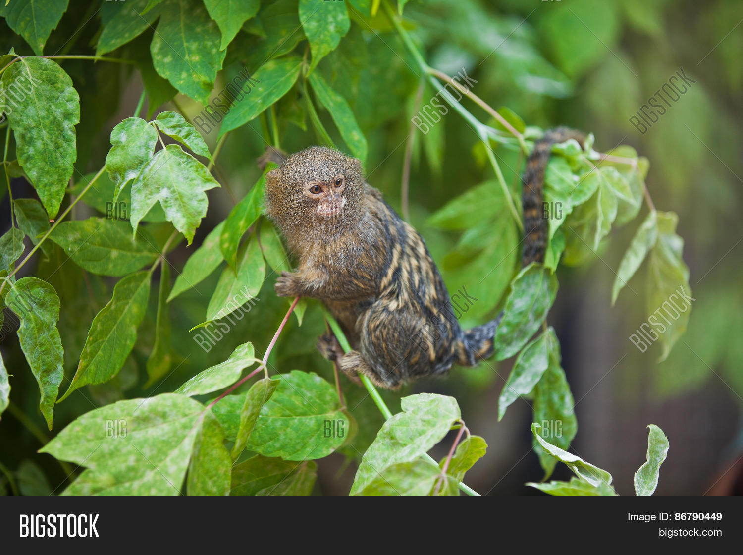 pygmy marmoset (cebuella pygmaea) closeup on zoo