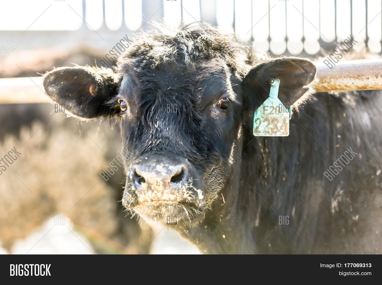 bulls black angus in a pen large.