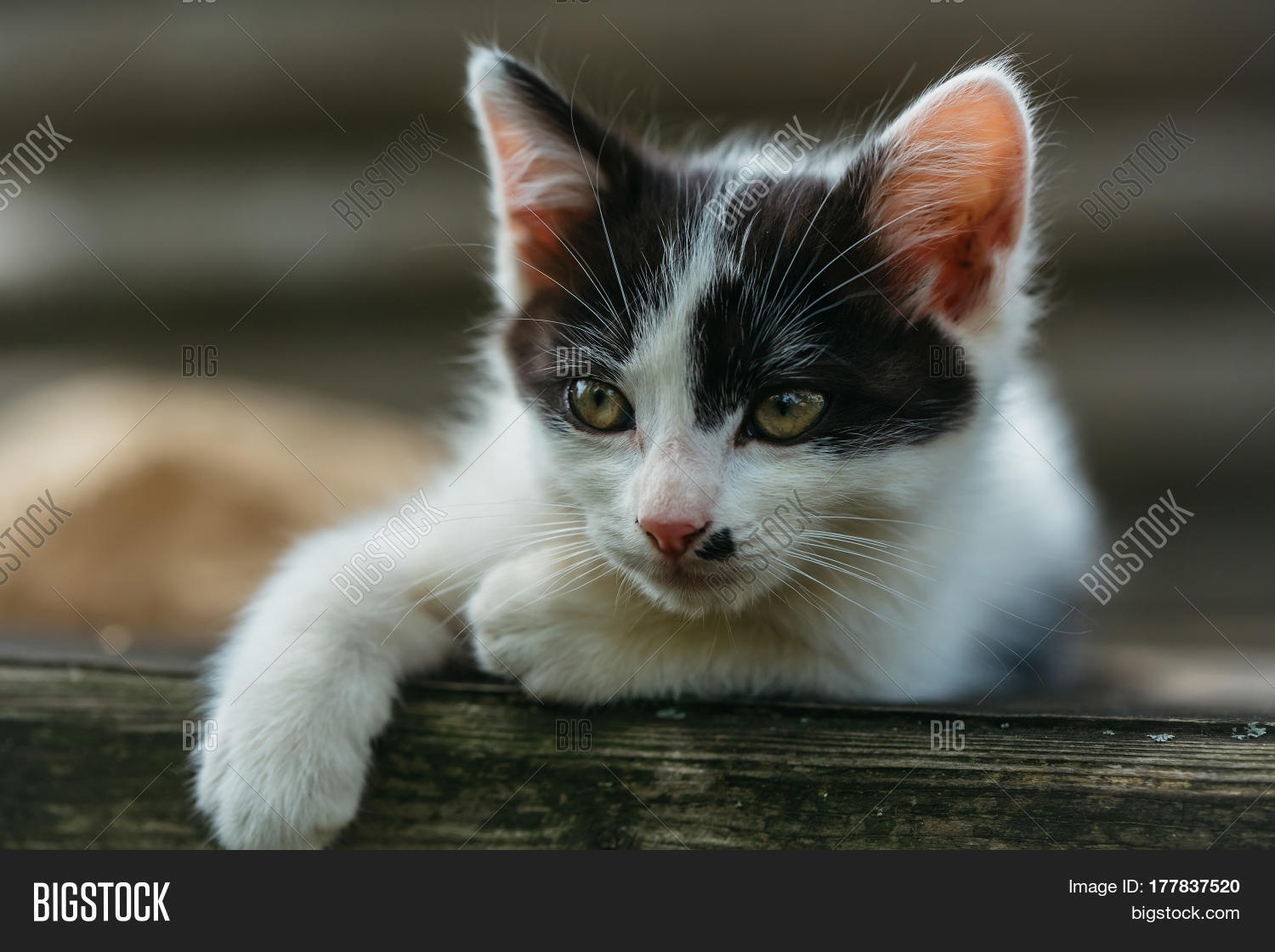 cute kitten cat pet small domestic animal with green eyes and