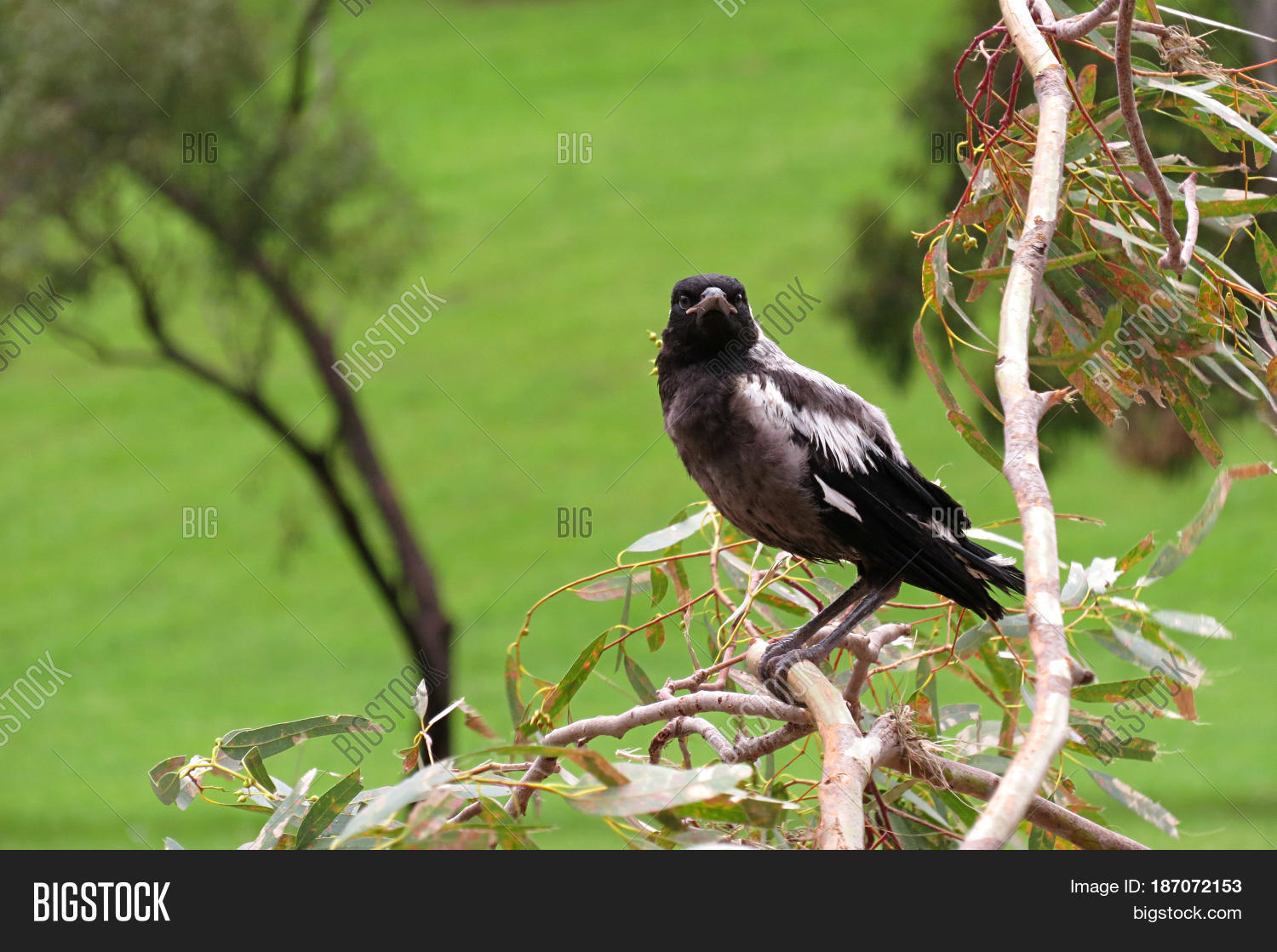 young fledgling magpie bird black and white learning to fly