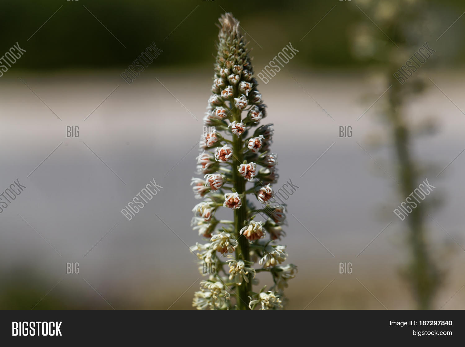 flower of a white mignonette (reseda alba)