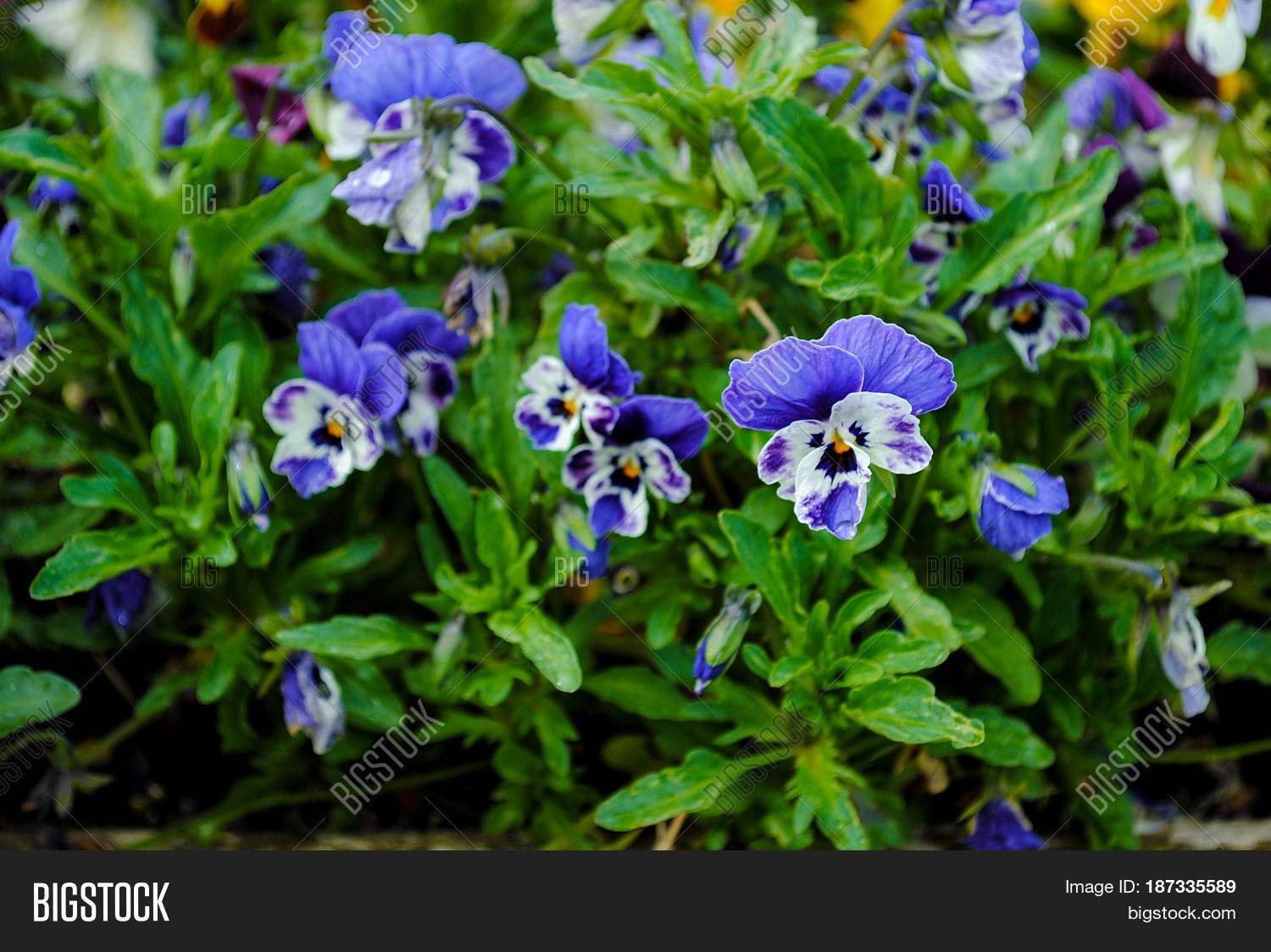 bright colorful pansy flowers on a summer background