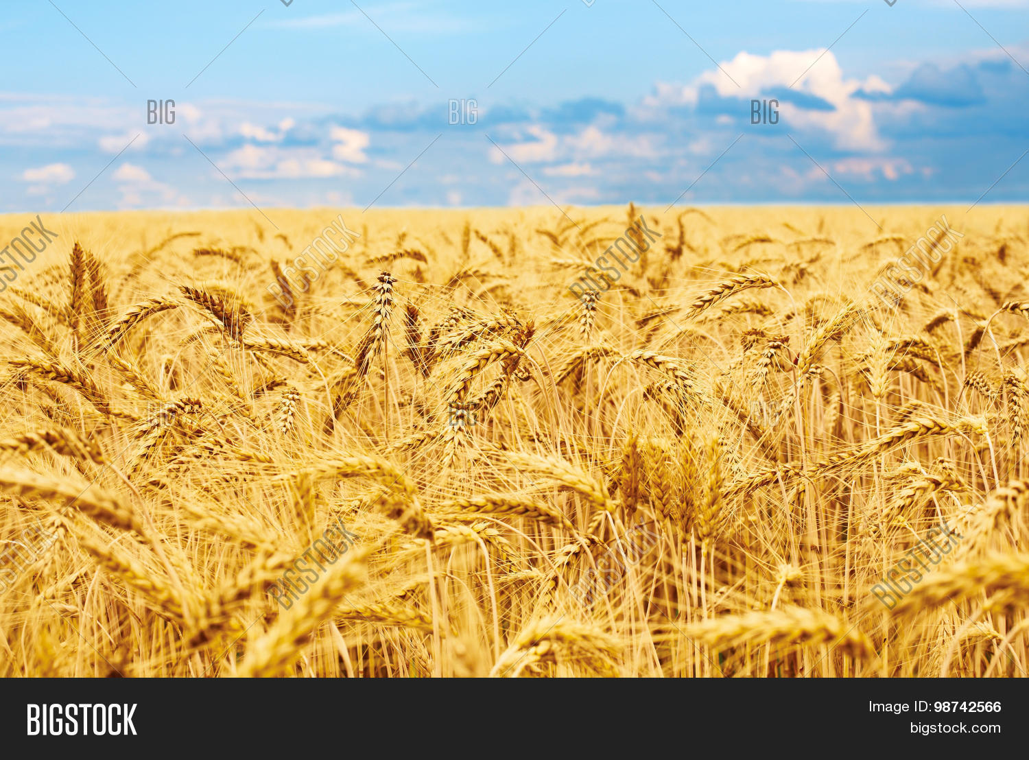 golden wheat field, fresh crop of wheat. 库存照片和库存图片 | bi