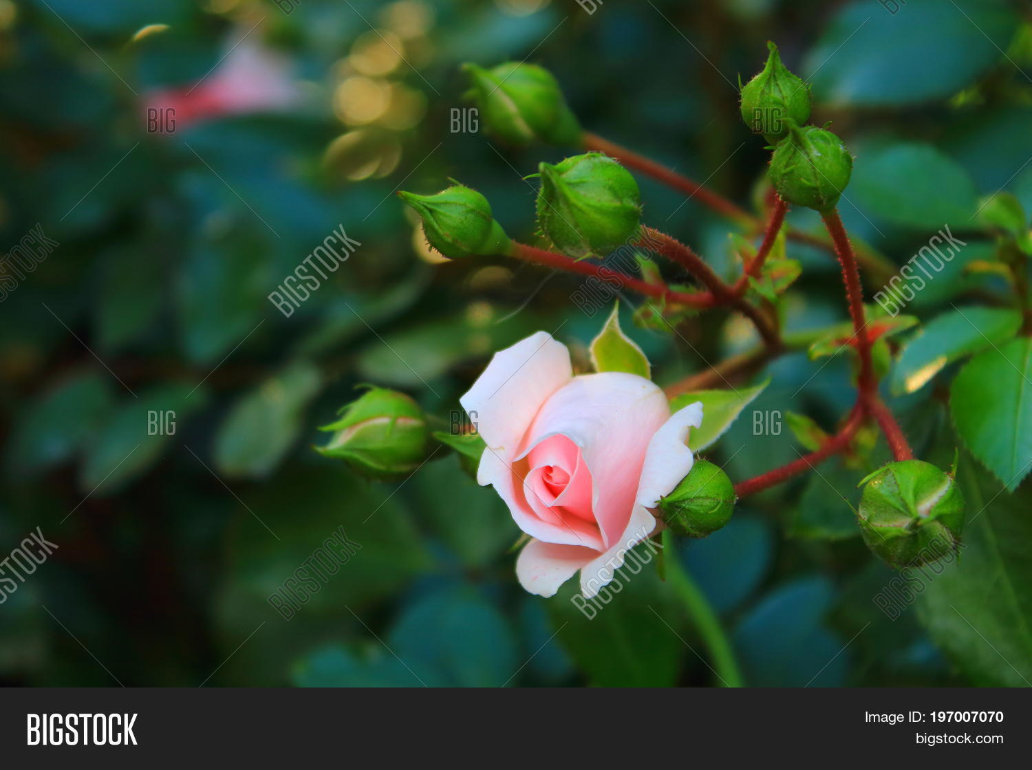 rose bush in the garden. landscaping. caring for garden shrus..