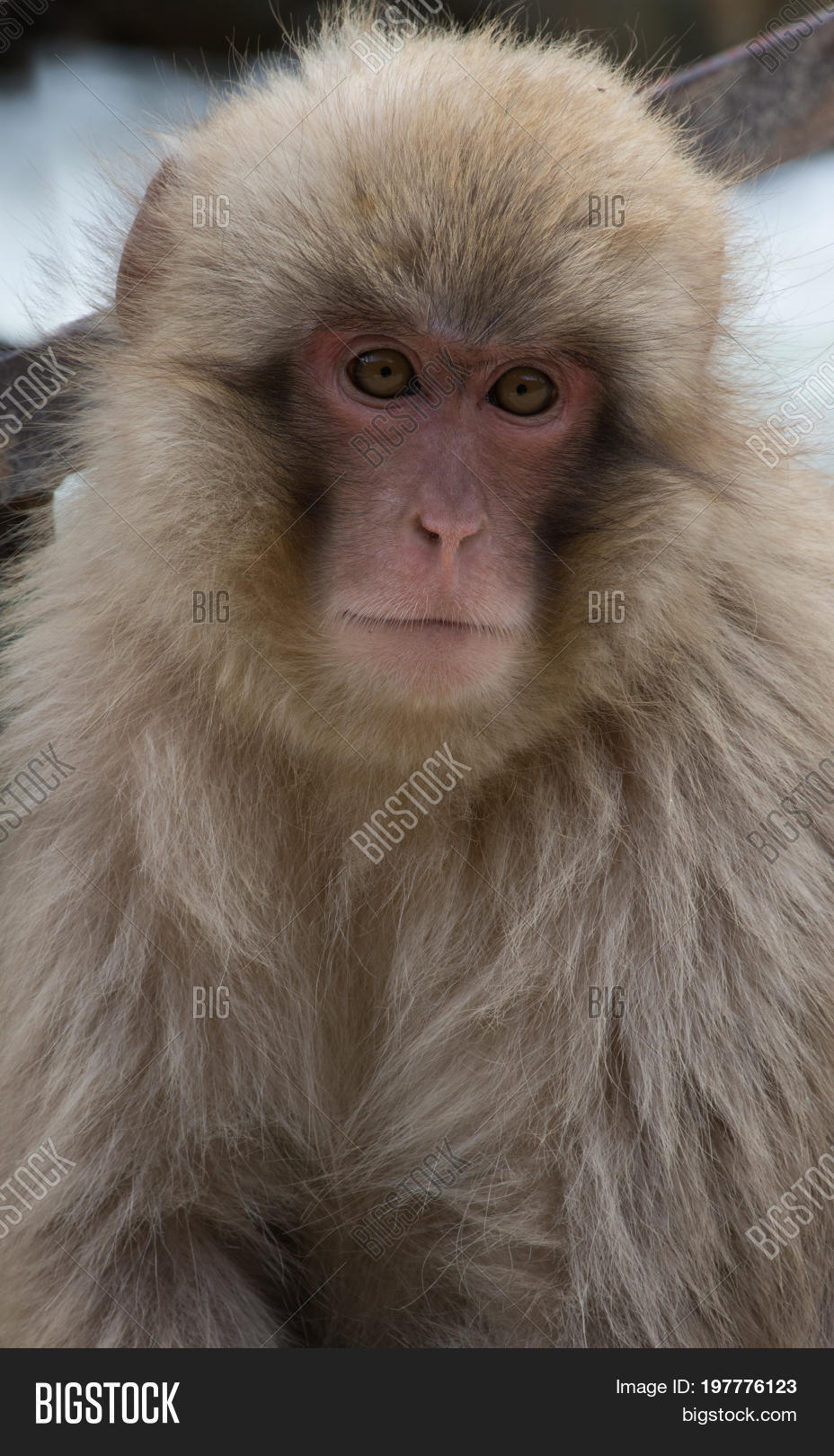 close up of a young snow monkey gazing at the camera.