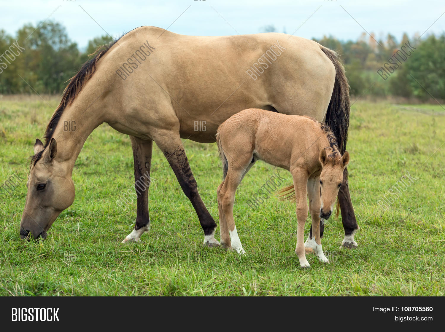 two horses - mare and foal - on the summer pasture