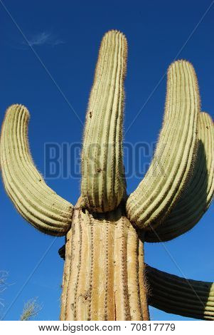 saguaro cactus