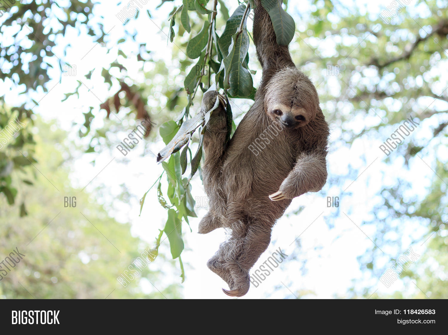 sloth climbing tree in nature reserve in brazil