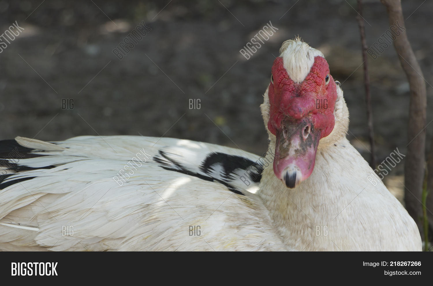 home duck wood grouse, white, and a red head sitting on the