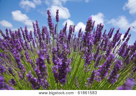 close up of purple lavender in front of picturesque sky.