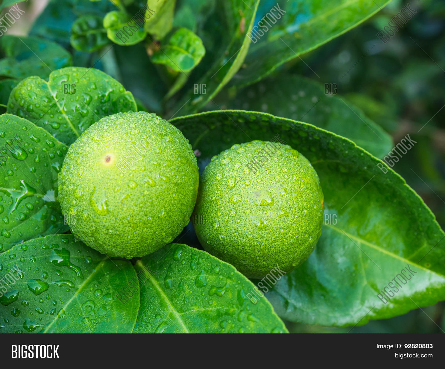 fresh green lemon after rain in the garden.