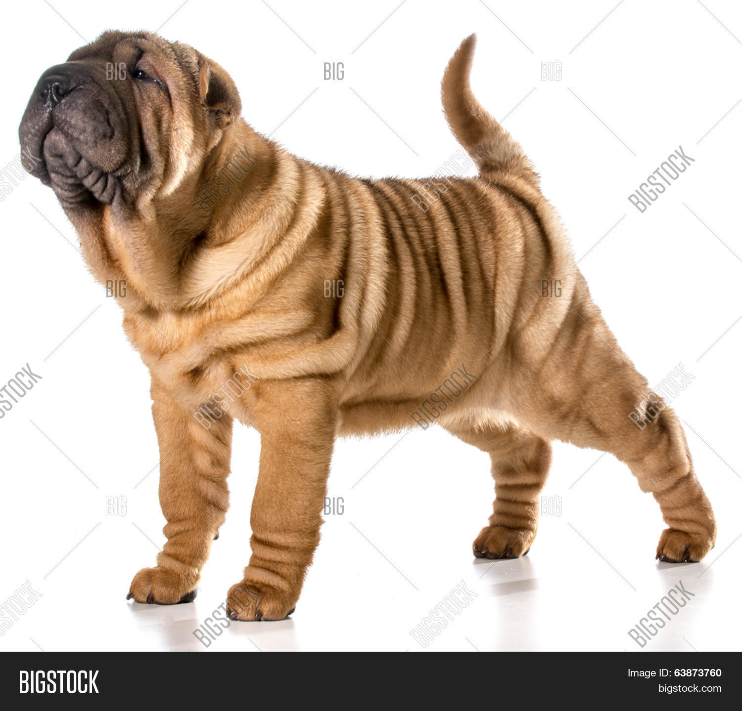 chinese shar pei puppy standing wagging tail isolated on white