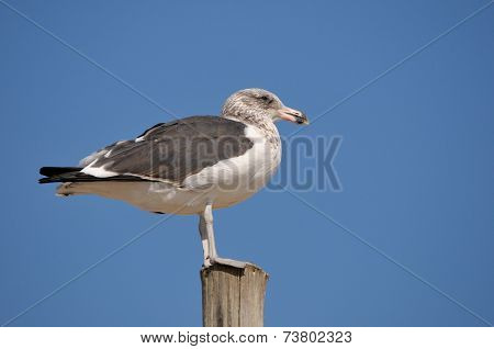immature kelp gull