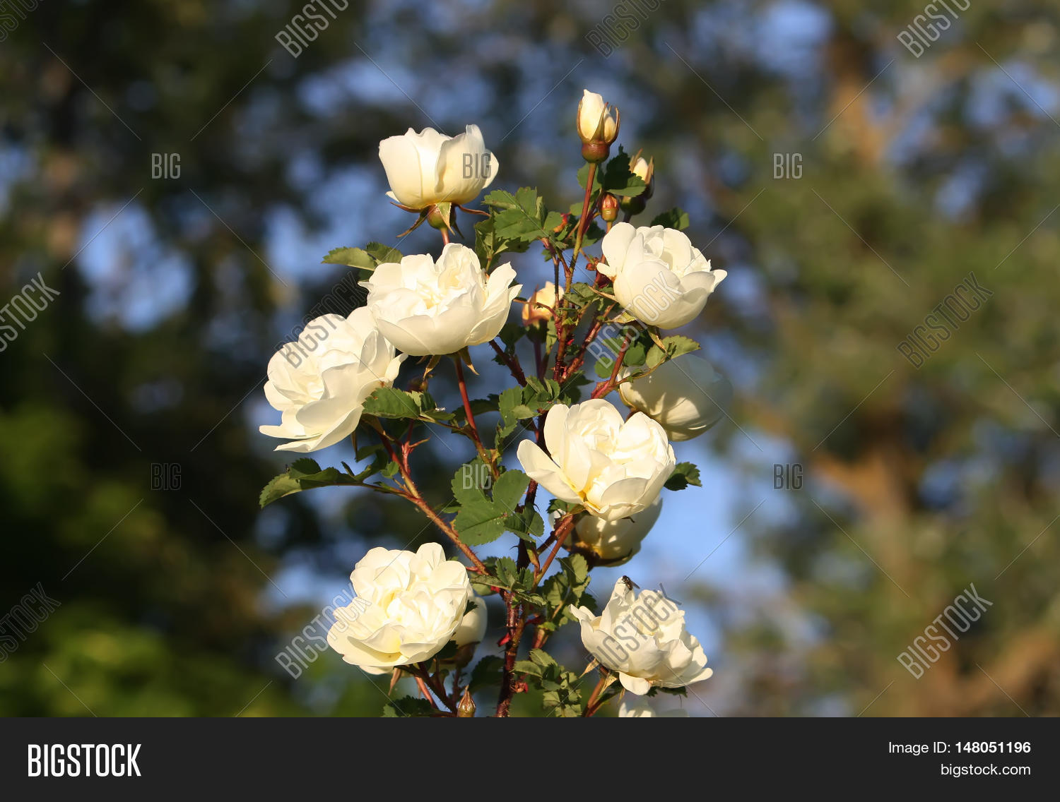 white flowers of briar rose in a summer park. rose alba.