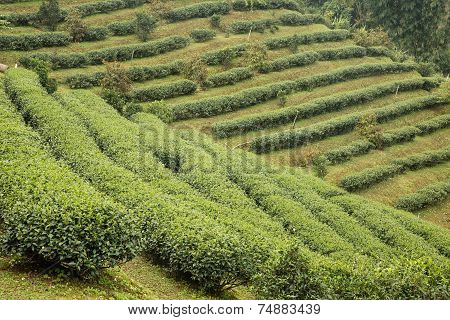 公开该 lightbox 保存取消   保存 下载预览 tea plants on the