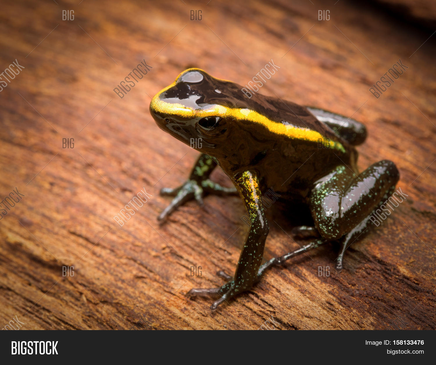 tropical poison frog phyllobates aurotaenia from the amazon rain