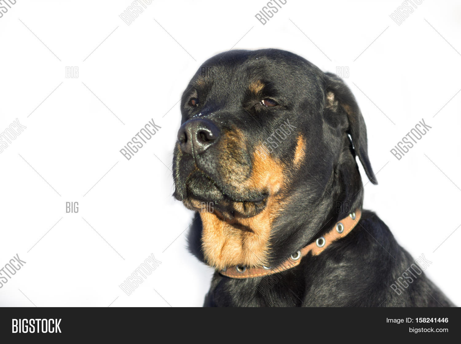 young sad girl breed rottweiler with drooping ears.