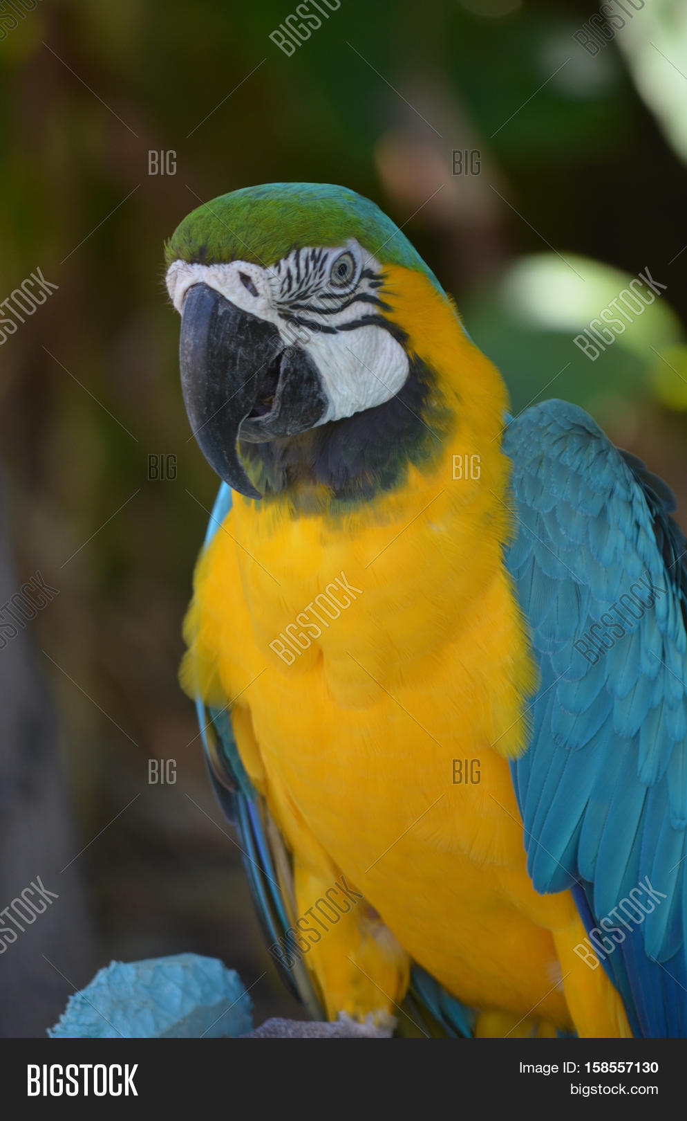 a blue and gold macaw with a curved beak.