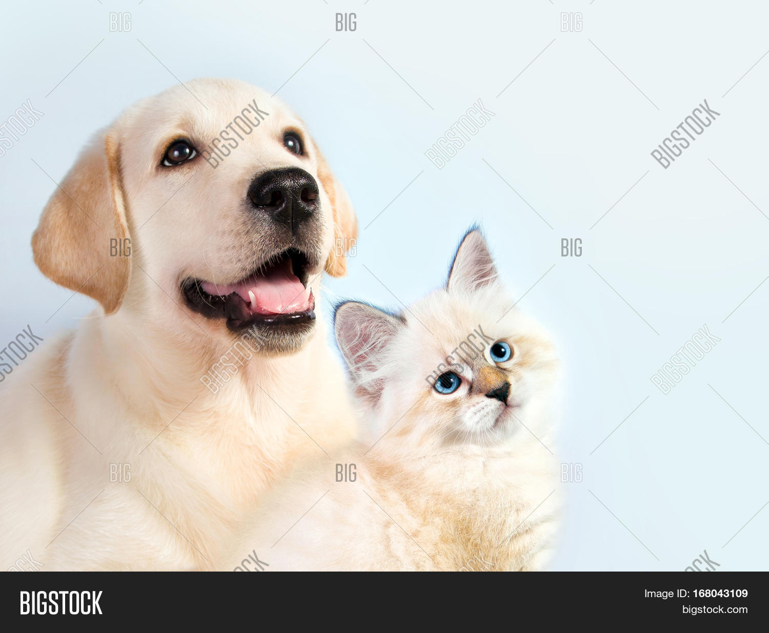 cat and dog together, neva masquerade kitten, golden retriever