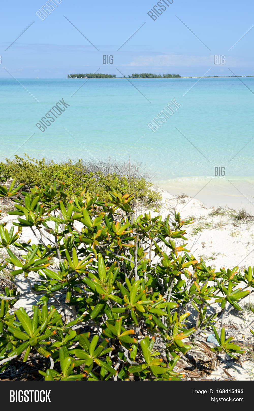 clear water and sand dune covered with green plants cayo