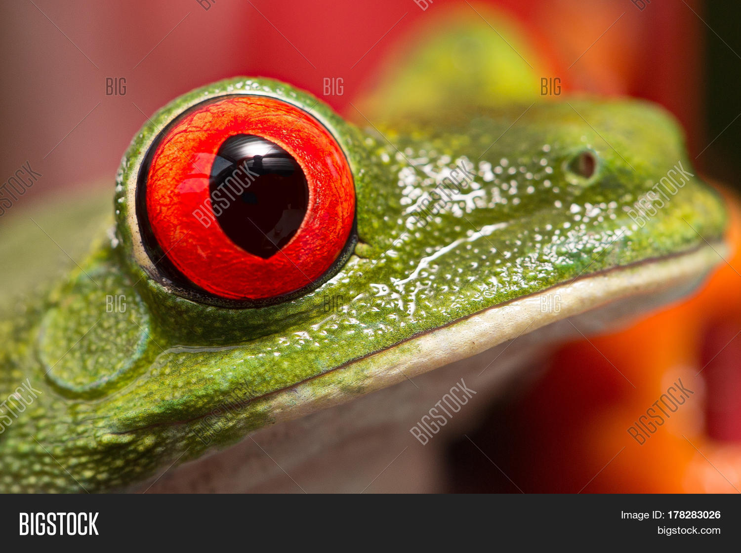 the eye of a red eyed tree frog one of the most beautiful in the
