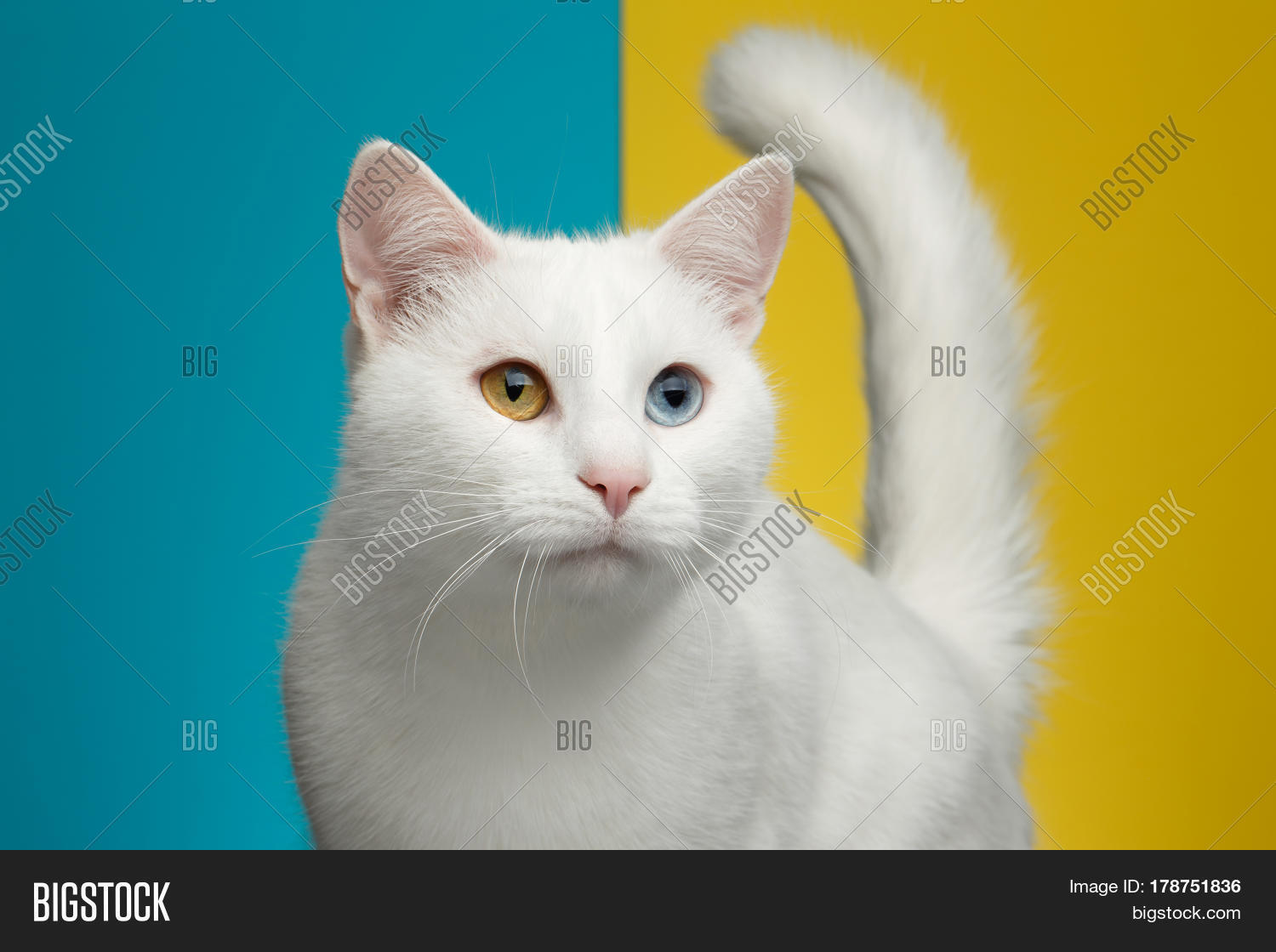 portrait of pure white cat with odd eyes and tail on bright blue