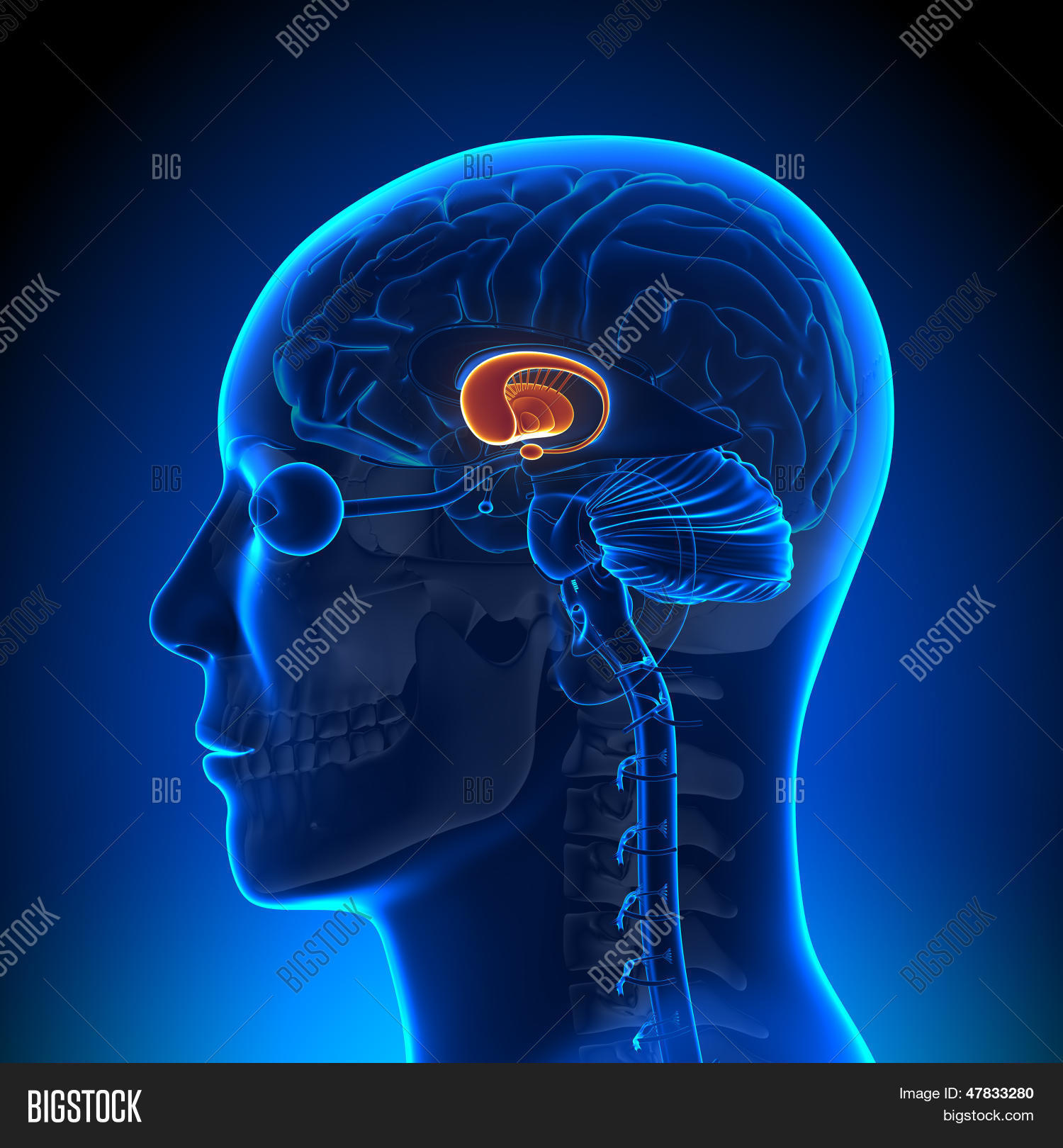 保存取消   保存 brain anatomy - basal ganglia - medical imaging