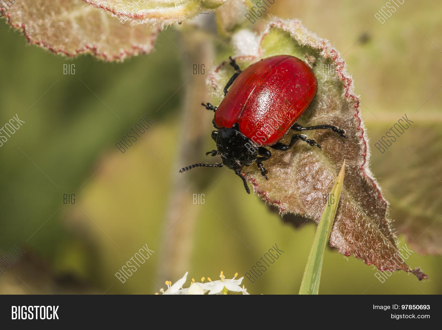 red poplar leaf beetle is sitting on a leaf