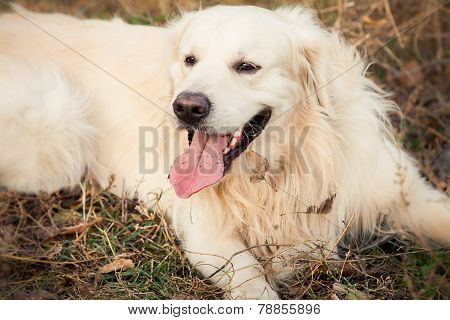 young golden retriever dog