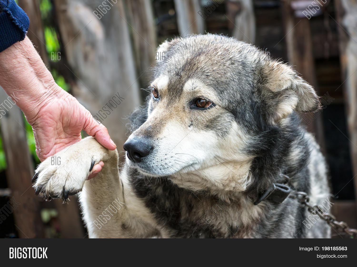 portrait of a dog mongrel with the hand of the owner.