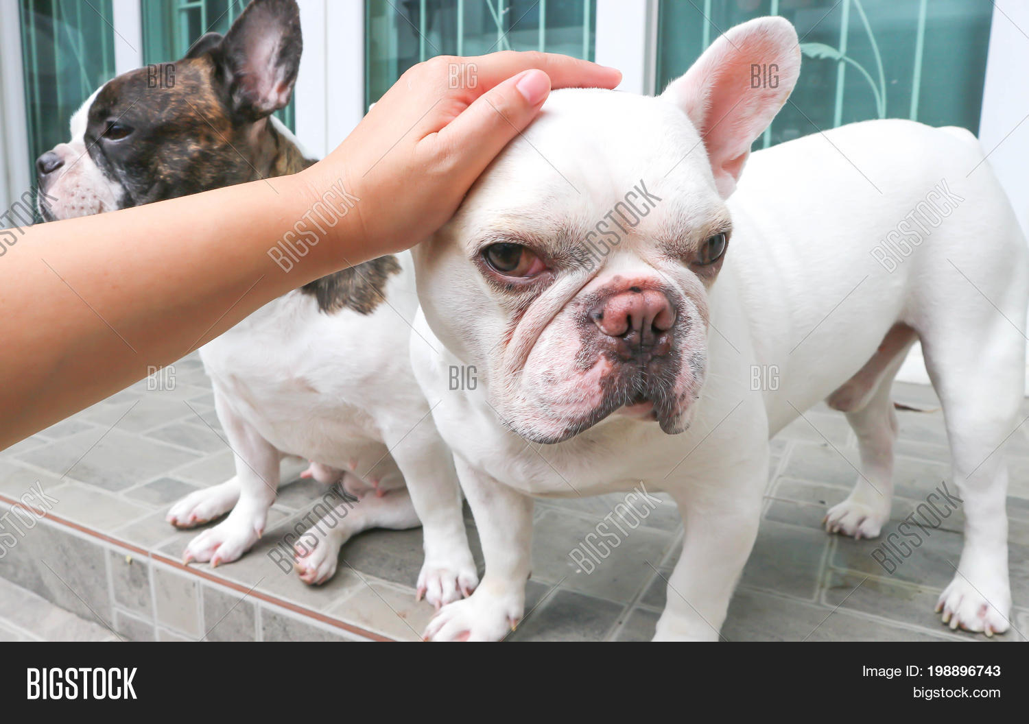 touch a dog , french bulldog on the floor