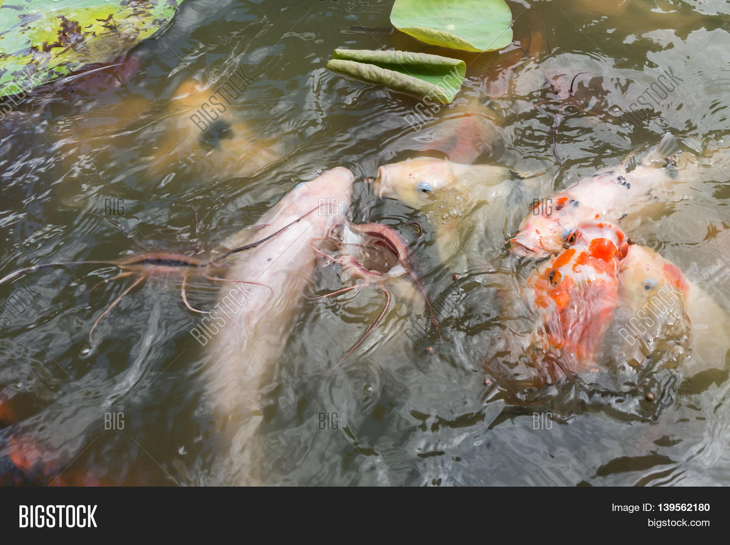 feeding koi fish and catfish at pond in the garden