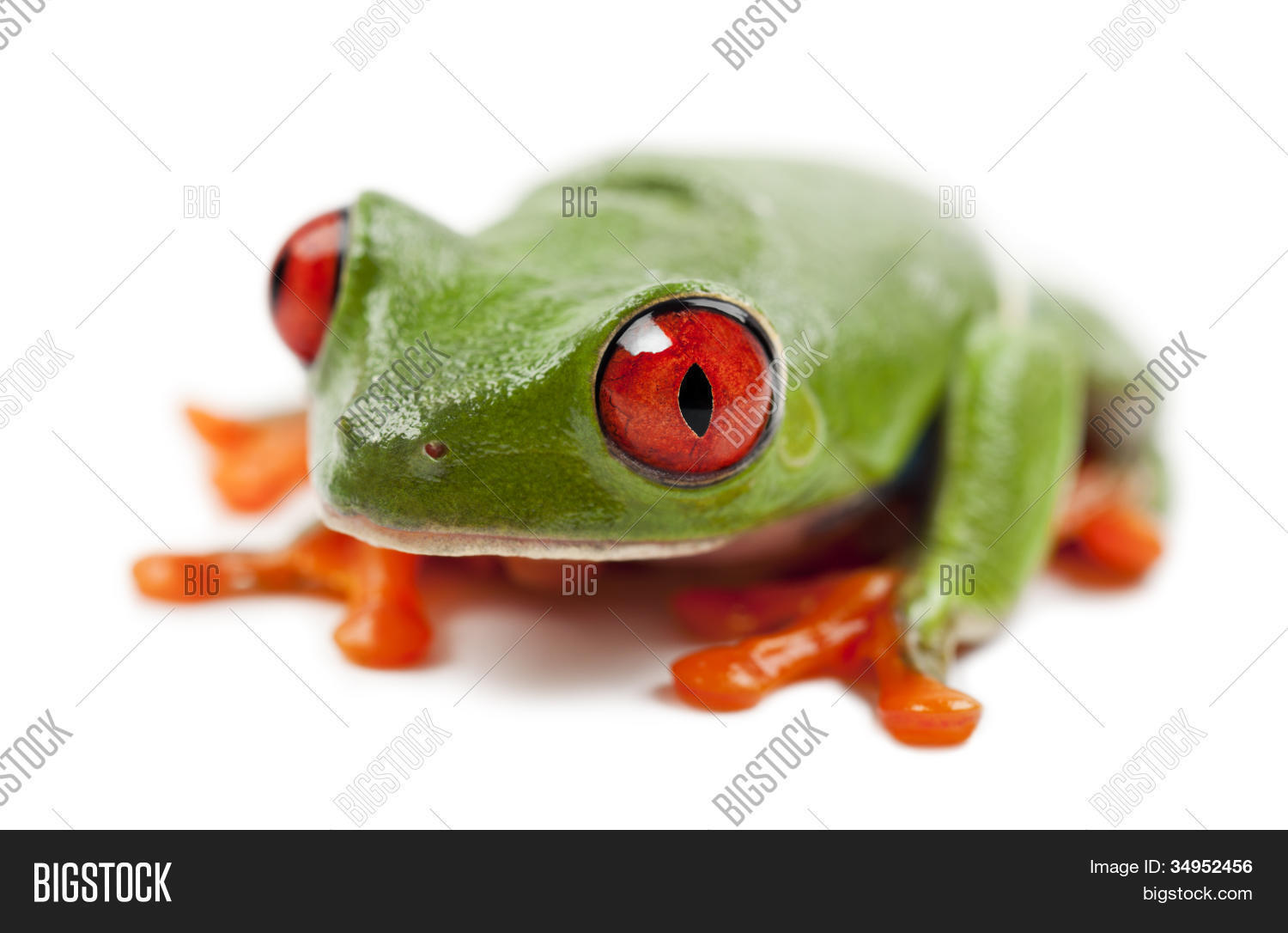 red-eyed treefrog, agalychnis callidryas, portrait against white