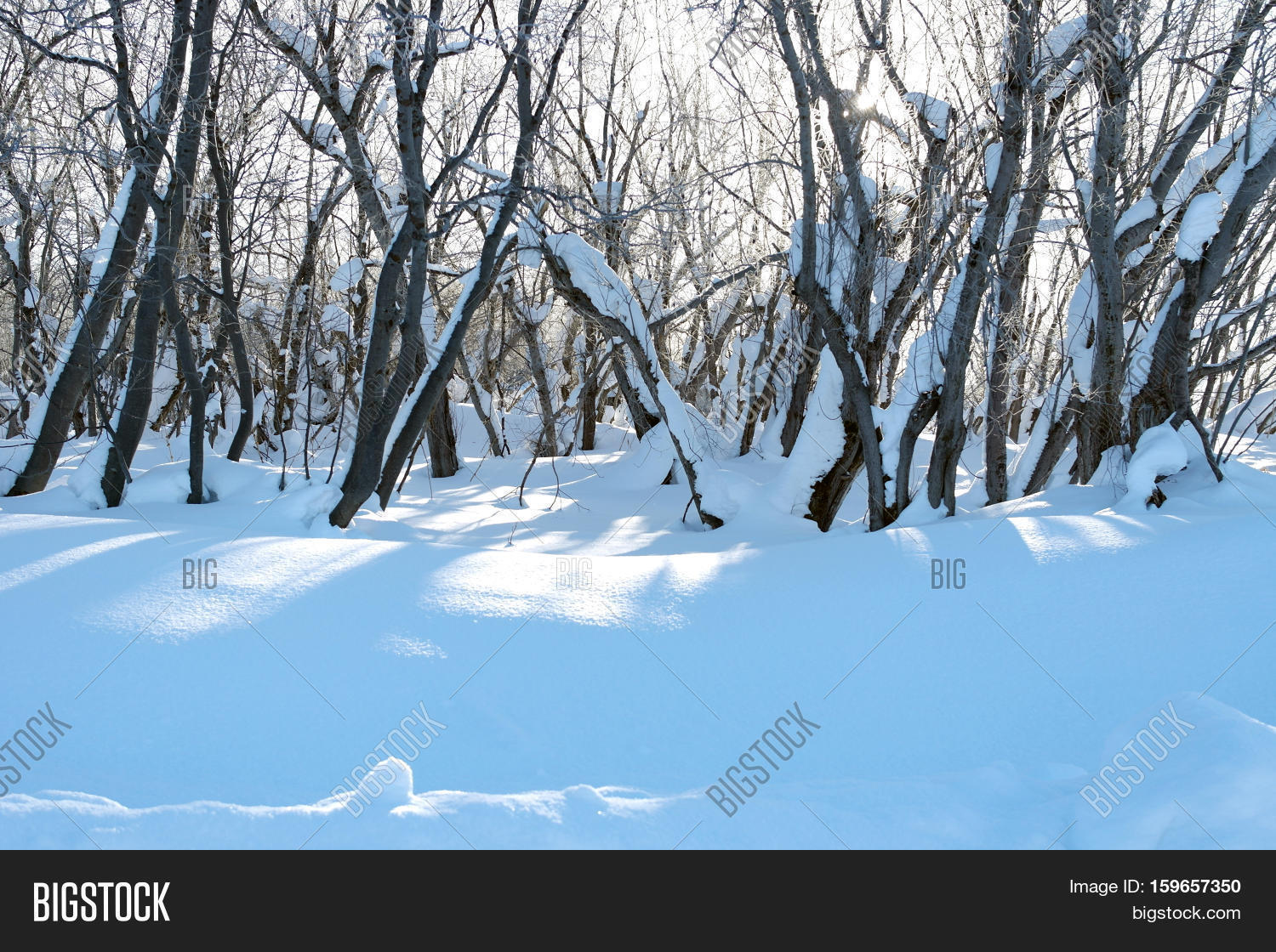 snowcapped trees. snow. shade from trees. sunshine.