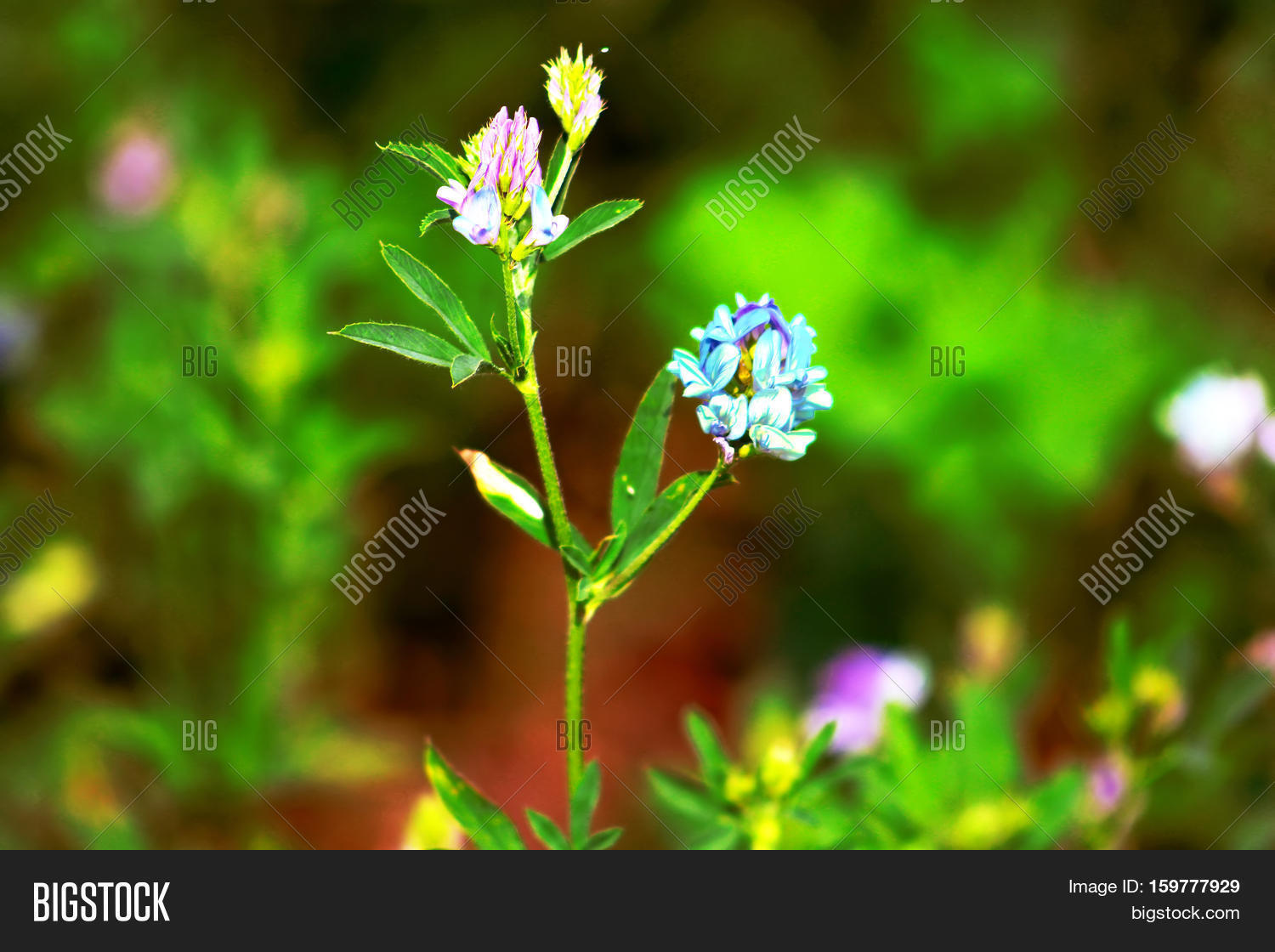 alfalfa medicago sativa also called lucerne is a perennial