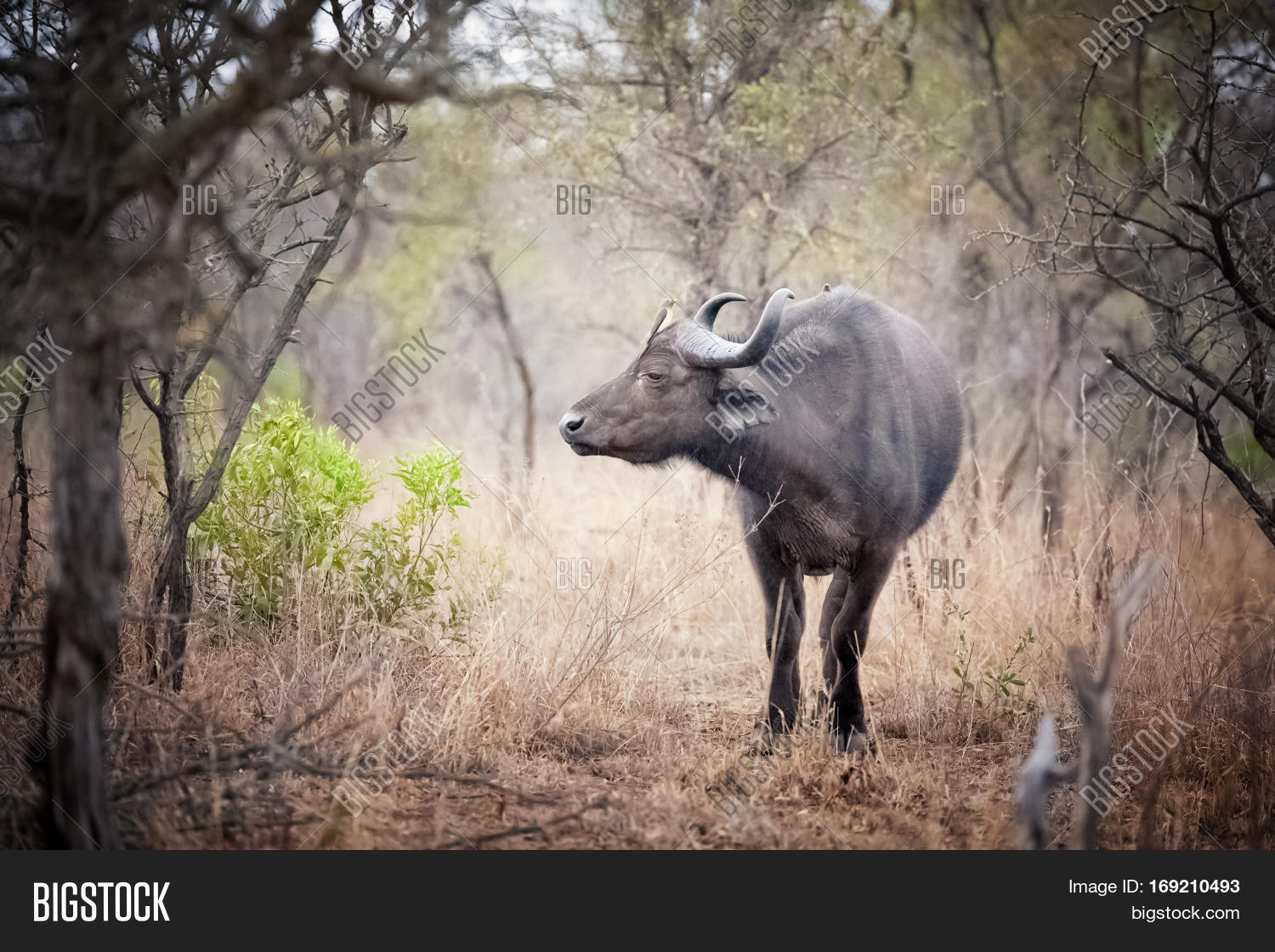 cape buffalo in a clearing. kruger region of south africa.