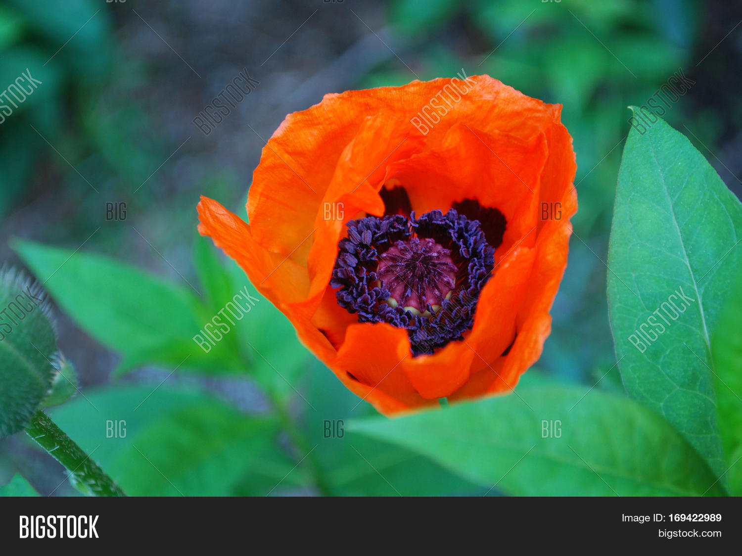 pretty flowering orange oriental poppy flower blossom.