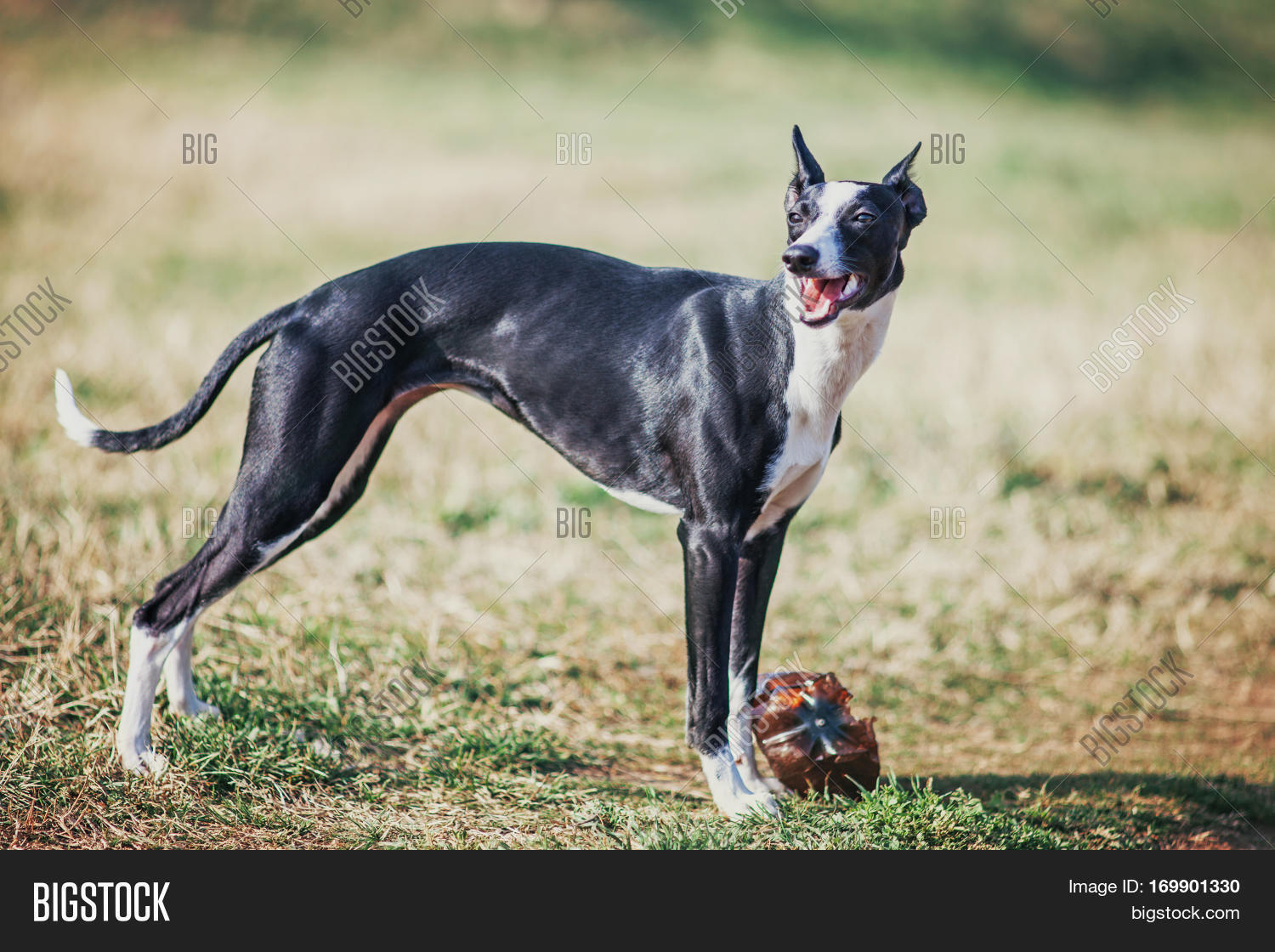 whippet standing in nature