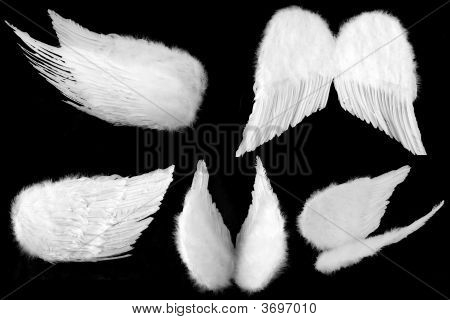 守护天使翅膀被隔绝在黑色的许多角度