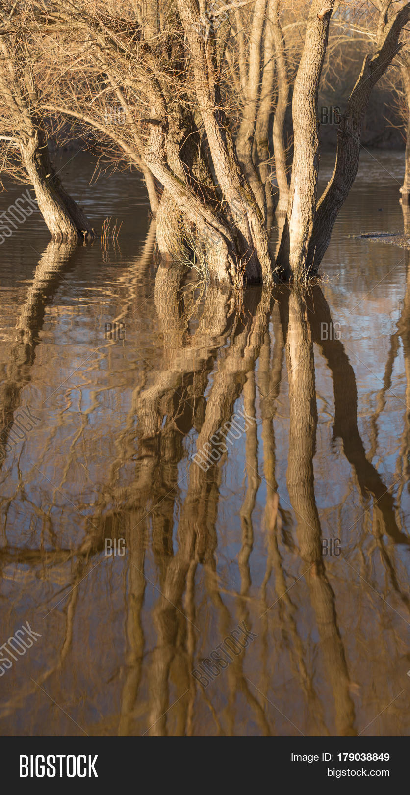 trees stand in the water during high water