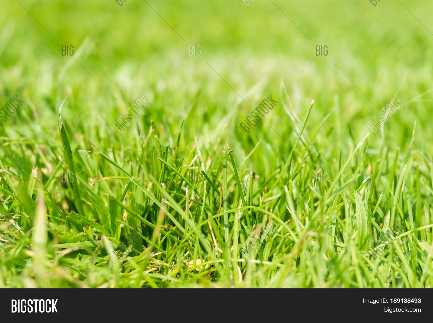 view on green grass. grassland. close-up of blade of grass.