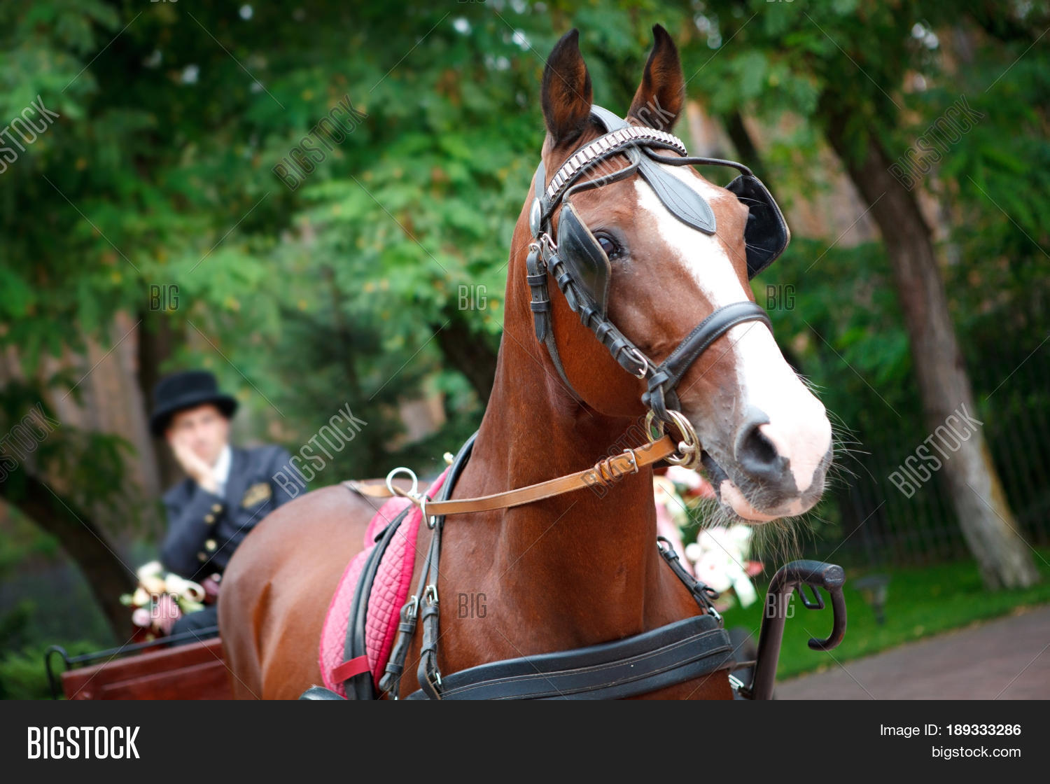 horse-drawn carriage driven by a bored coachman