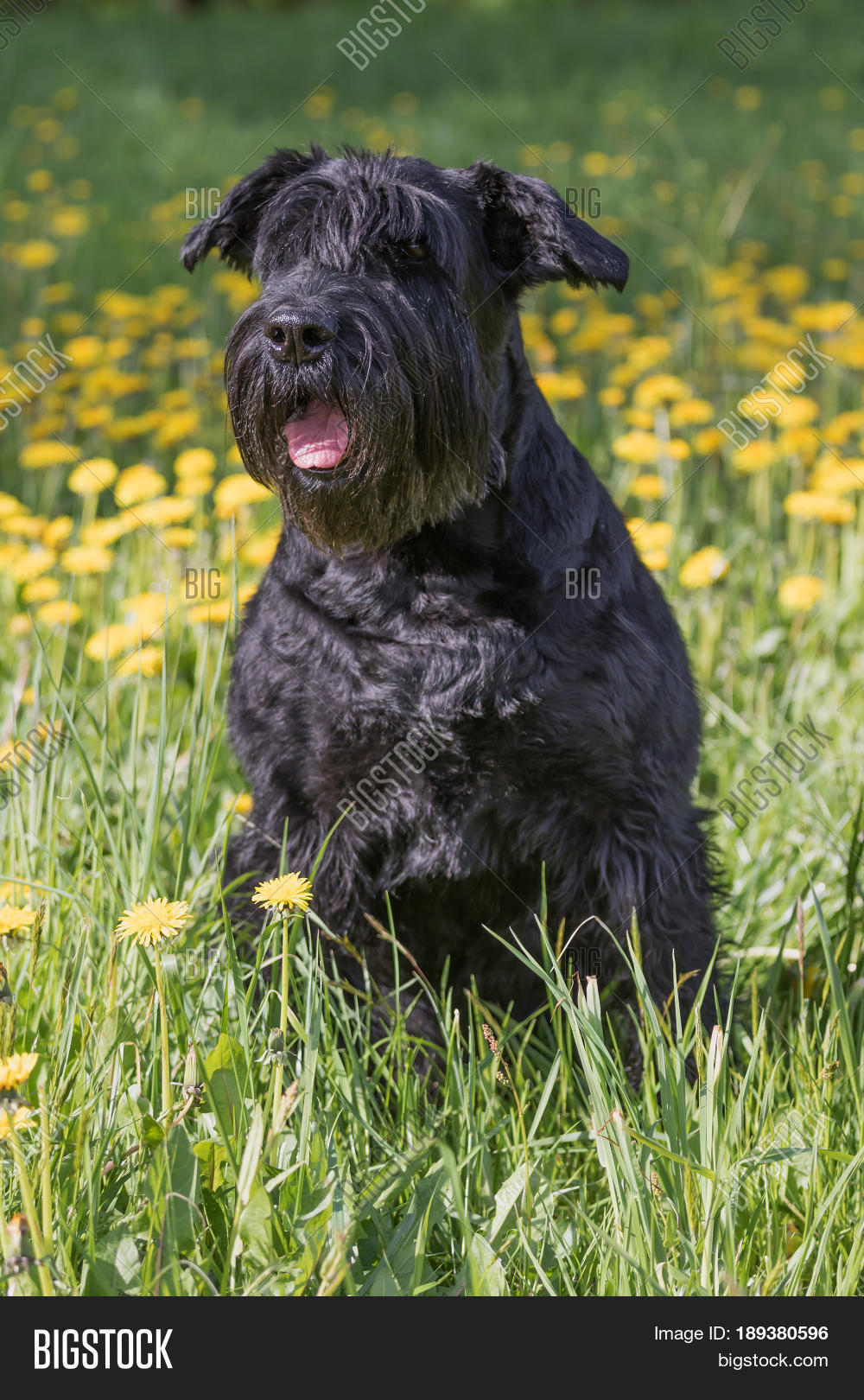 obedient giant black schnauzer dog sitting at the blossoming