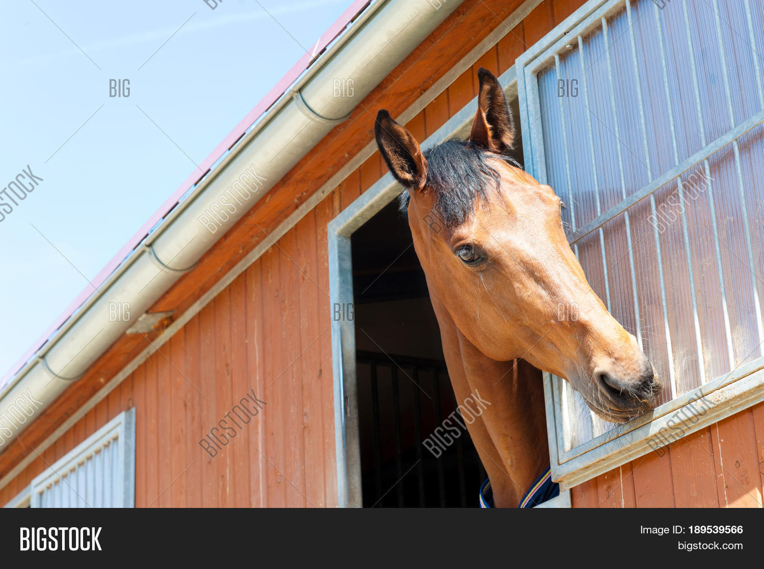 portrait of purebred chestnut horse biting metal grid of stable