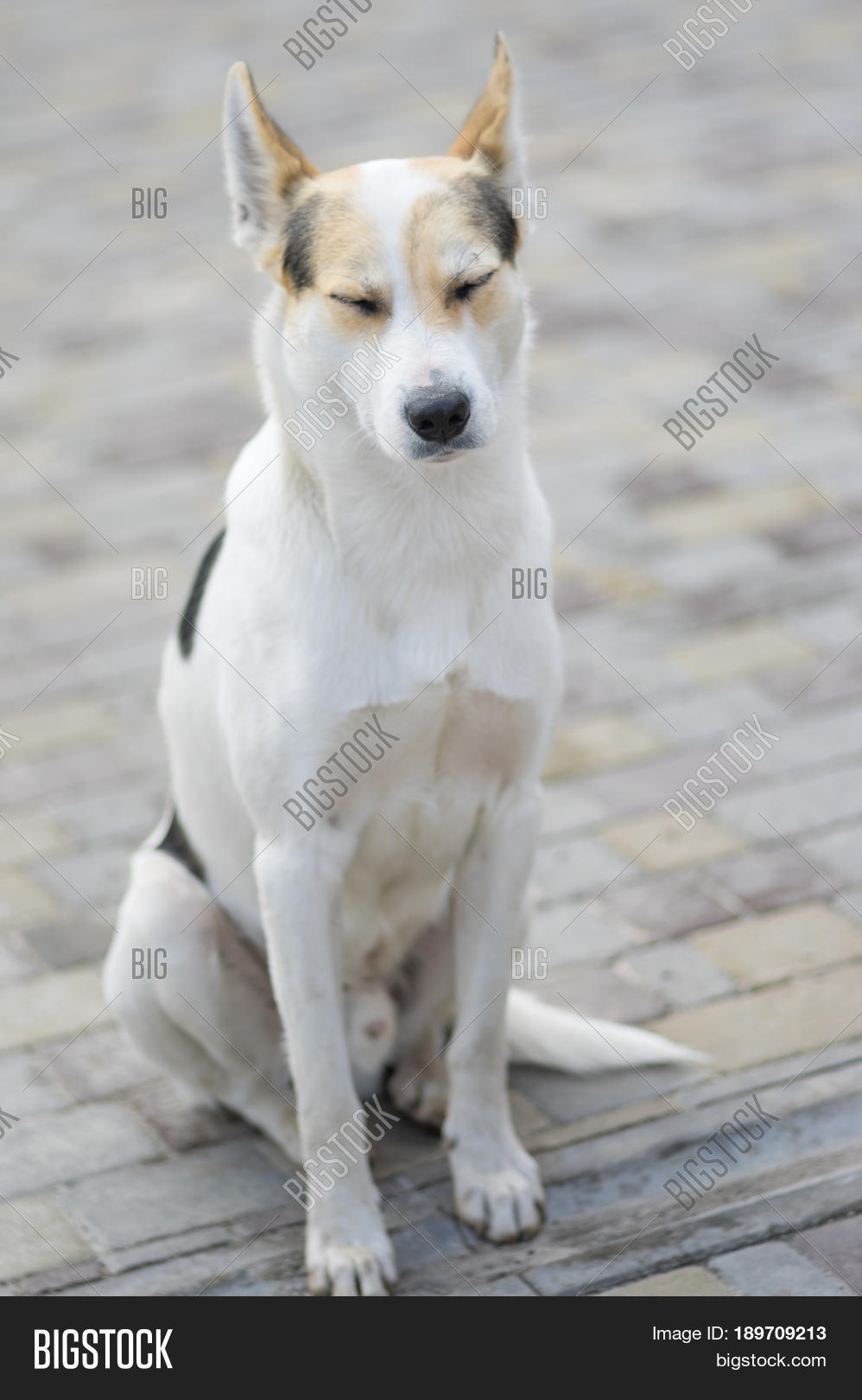 nice portrait of stray cross-breed white dog drowsing while