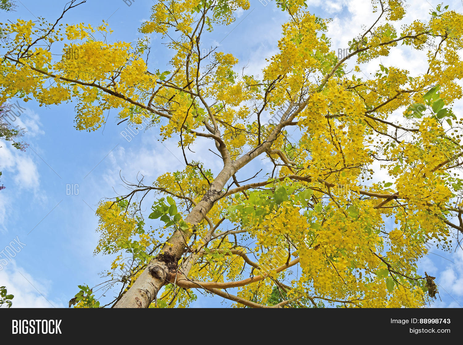 golden shower tree, beautiful yellow flower name is ratchaphruek